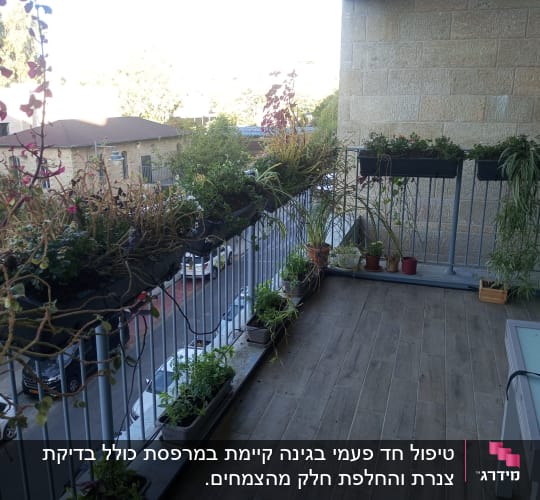 עציצים עם צמחים על מעקה מרפסת